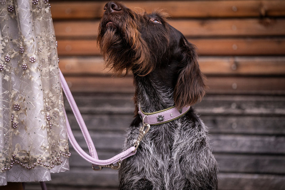 Brauner und grauer Hund mit elegantem Halsband steht an leichter Leine neben besticktem Kleid mit Perlen.