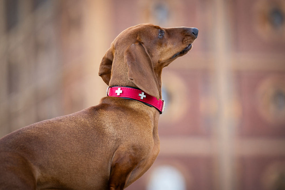 Hunde-Halsband aus Nubukleder mit rotem Design und weißen Schweizer Kreuzen, Hund blickt zur Seite.