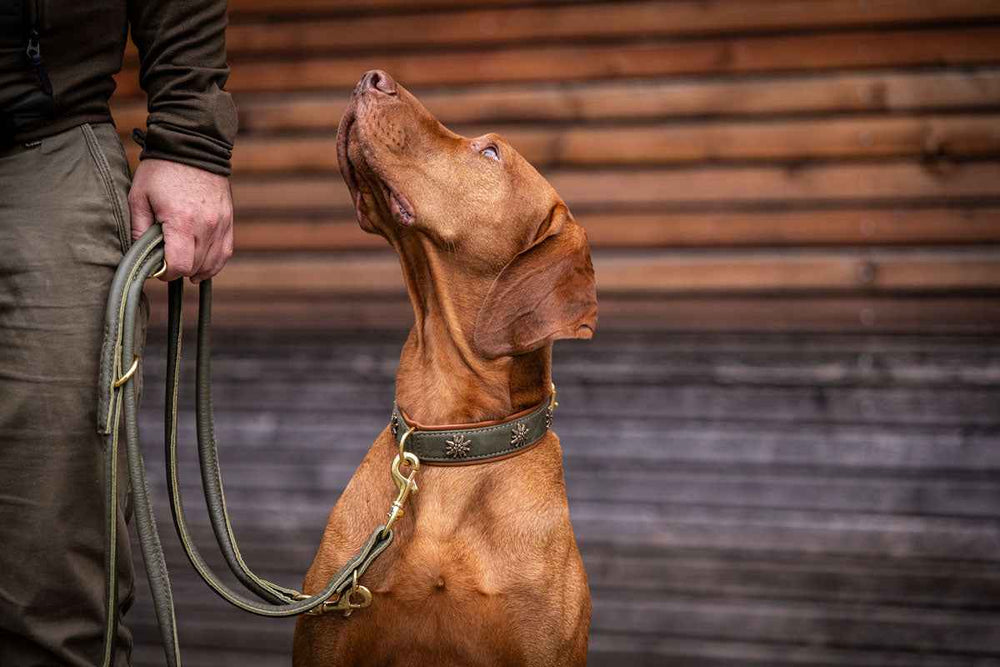 Brauner Hund mit Lederhalsband und goldenen Details schaut zu seiner Person hoch, während er an der Leine steht.