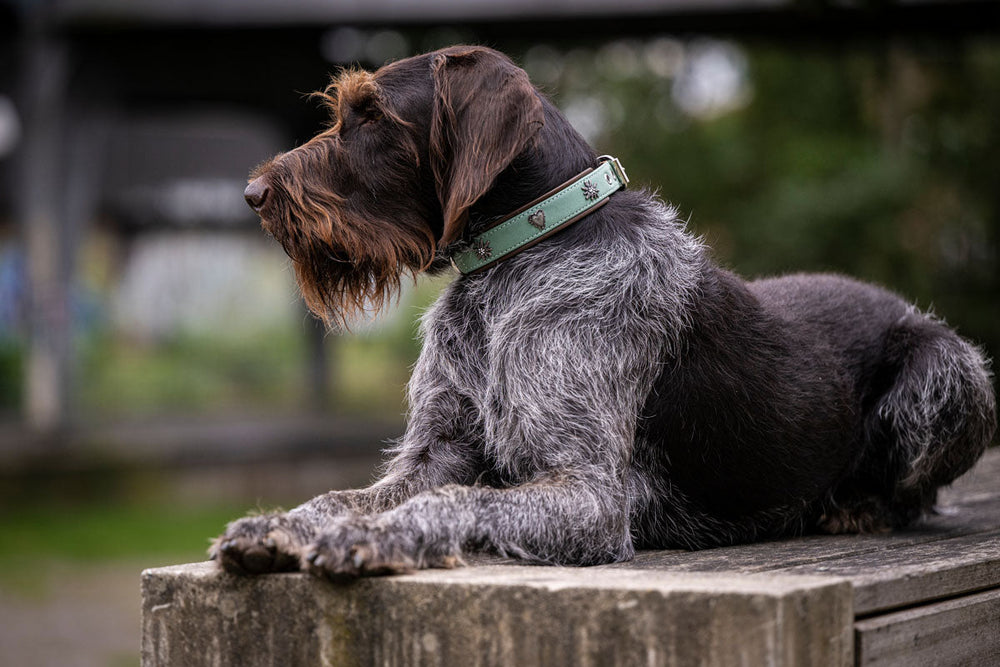 Grau-brauner Hund mit drahtigem Fell trägt ein attraktives Halsband und entspannt sich in einer natürlichen Umgebung.