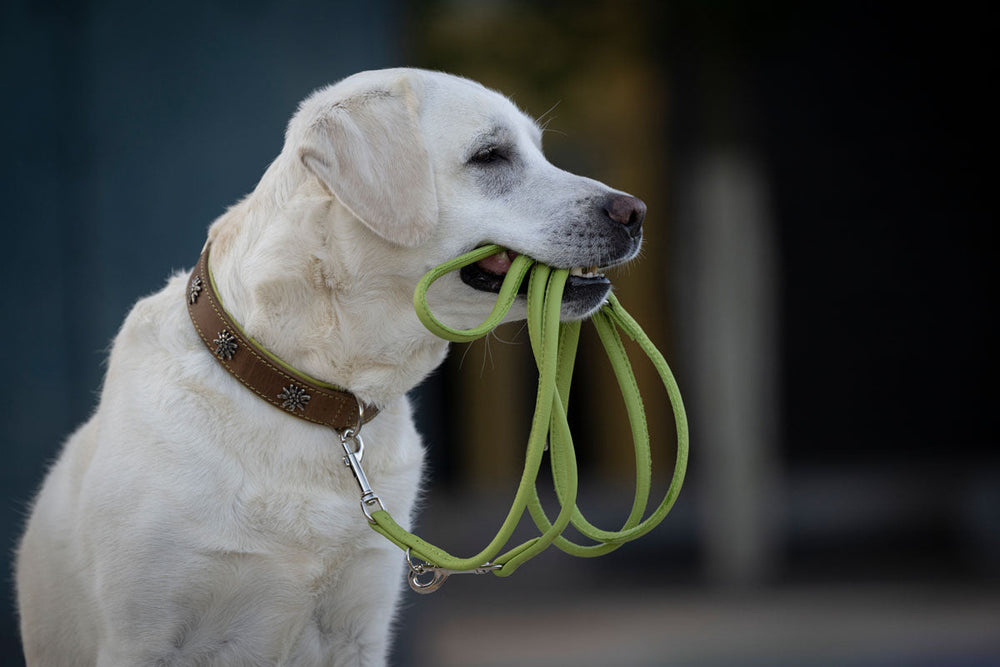 Weißer Labrador mit braunem Halsband hält grüne Hundeleinen im Maul, unscharfer Hintergrund.