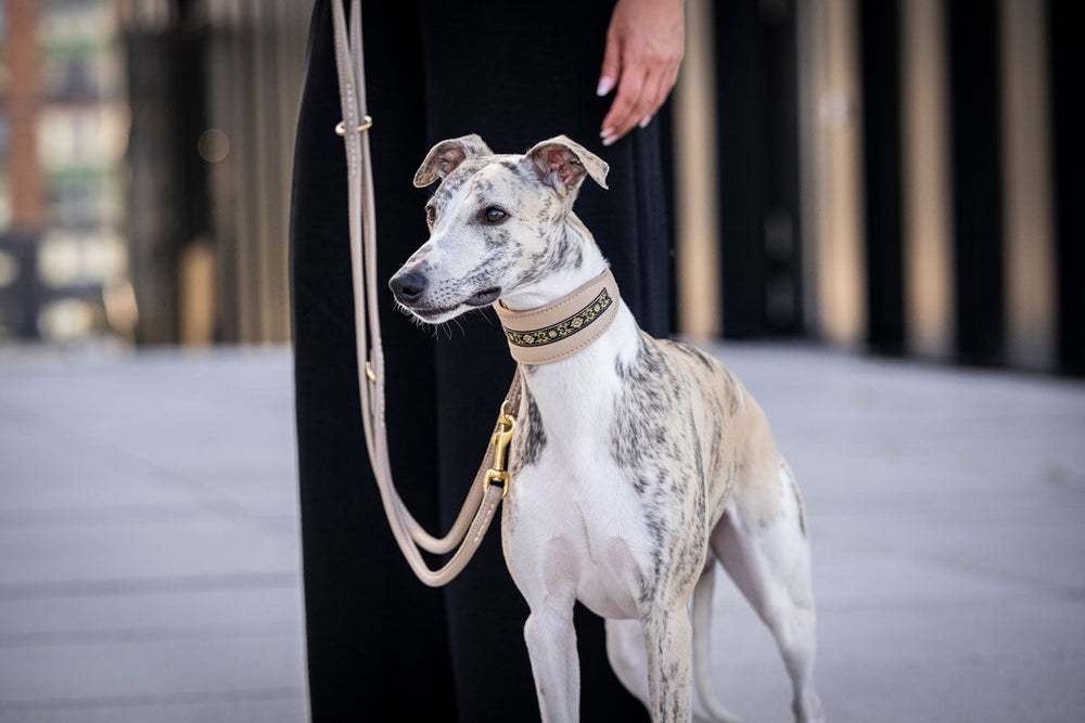 Eleganter Greyhound mit stylishen Halsband und Leine in urbaner Umgebung.