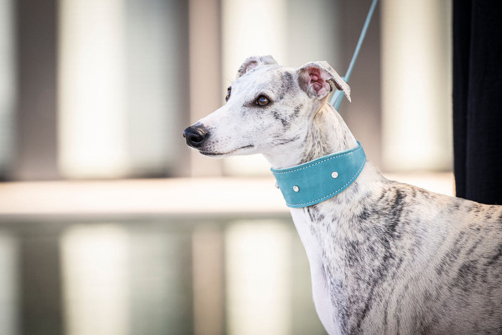 Eleganter Greyhound mit hellblauem Halsband "Diamond", aufmerksam blickend, unscharfer Architektur-Hintergrund.