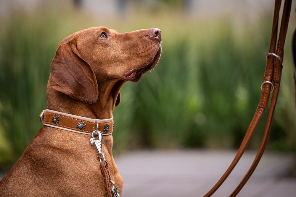 Brauner Hund mit kurzem Fell trägt ein auffälliges Halsband mit Verzierung vor unscharfem grünem Pflanzenhintergrund.