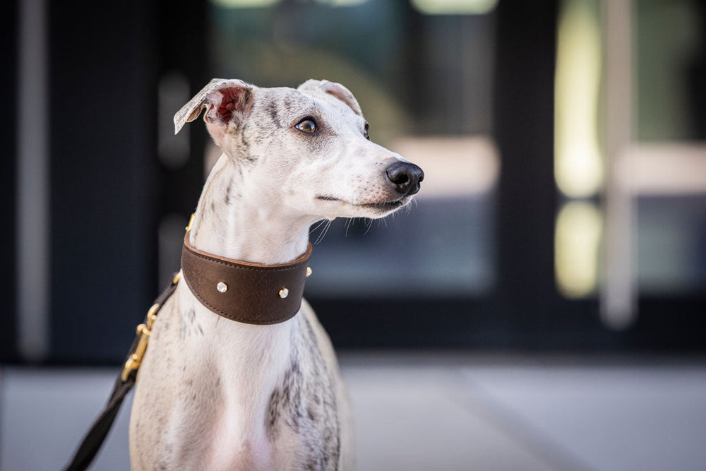 Greyhound mit braunem Diamond-Halsband blickt stolz in die Ferne, unscharfer Hintergrund hebt die Farbtöne des Hundes hervor.