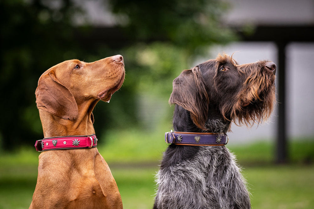 Zwei Hunde nebeneinander: ein brauner Hund mit rotem Halsband und ein grauer Hund mit blauem Halsband.