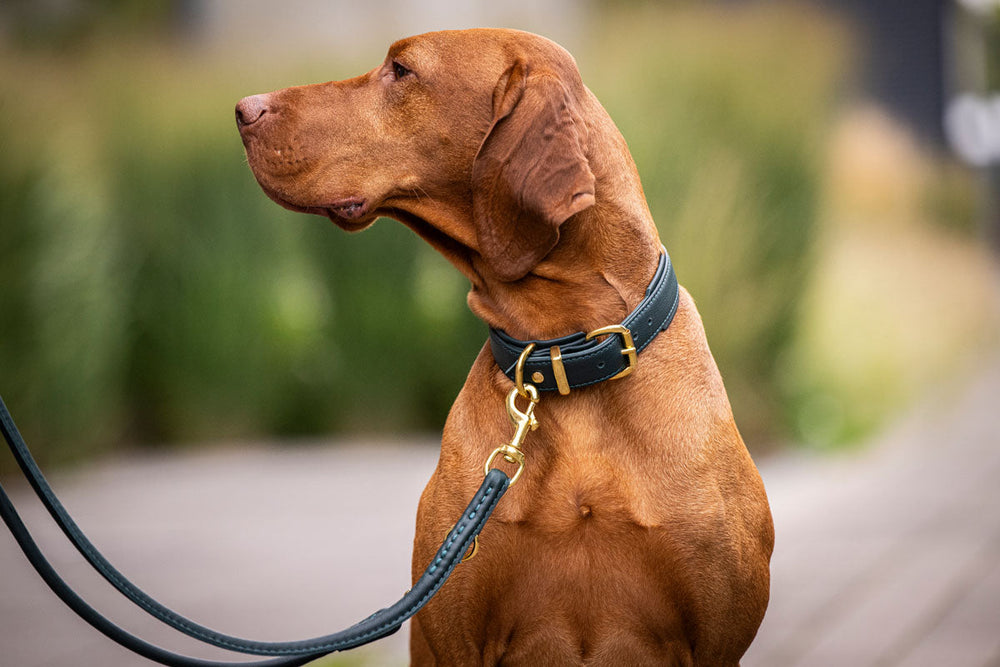 Brauner Hund mit elegantem Halsband und Leine in natürlicher Umgebung mit grünem Hintergrund.
