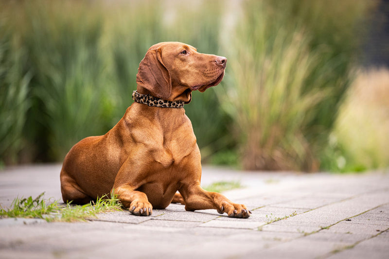 Brauner Hund mit gepunktetem Halsband entspannt auf Gehweg, im Hintergrund verschwommene grüne Pflanzen.