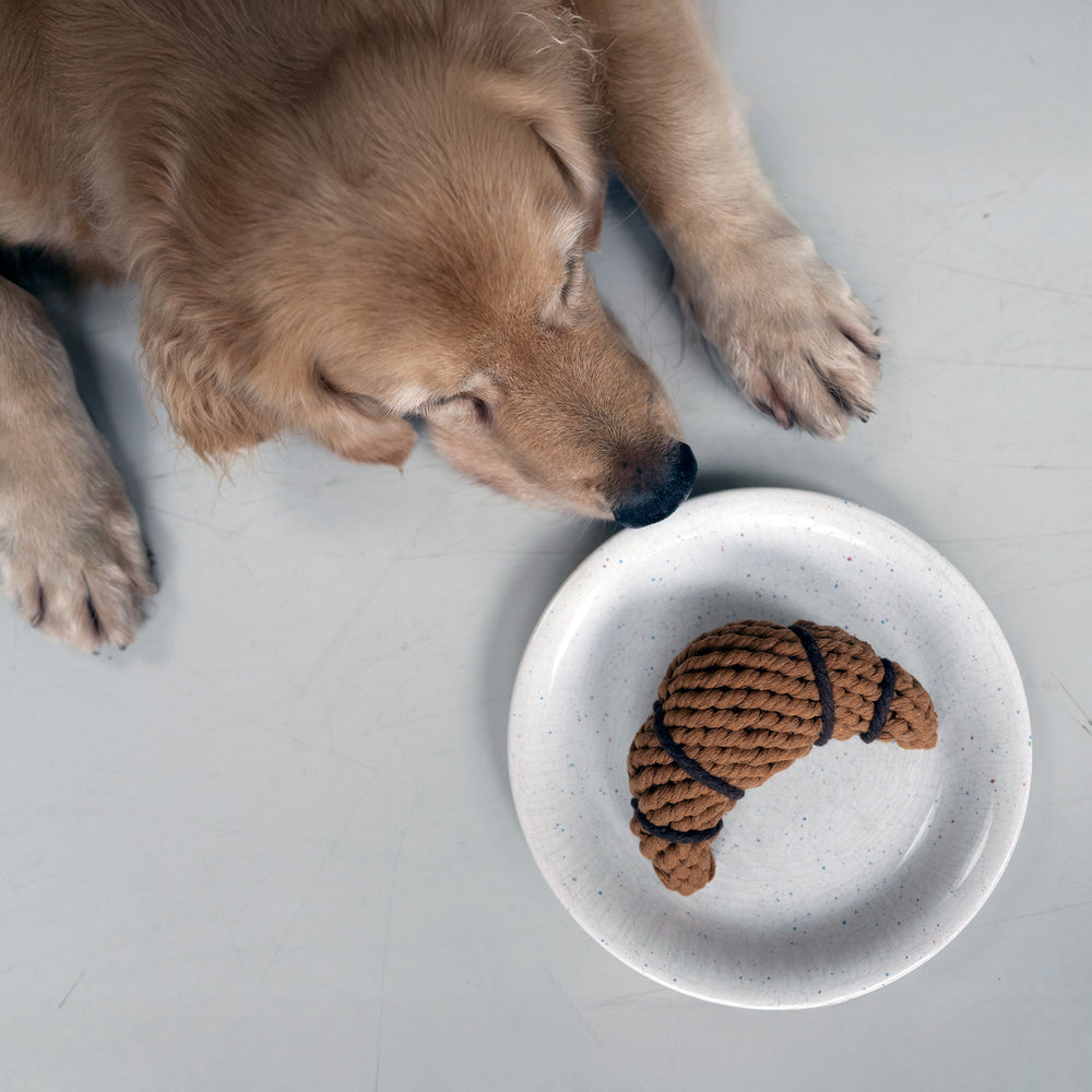 Golden Retriever schnüffelt neugierig an einem Croissant-Spielzeug auf einem weißen Teller. Ein süßer Moment!