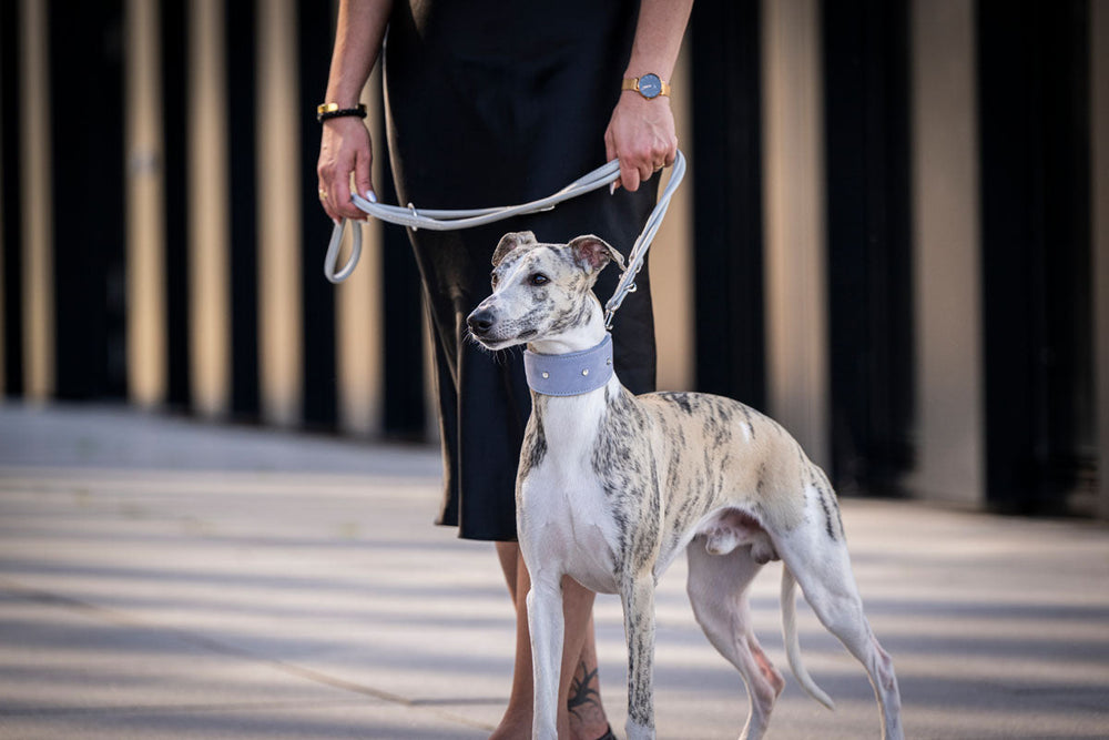 Eine Person in schwarzem Kleid führt einen eleganten grau-weißen Windhund an der Leine in einer urbanen Umgebung.