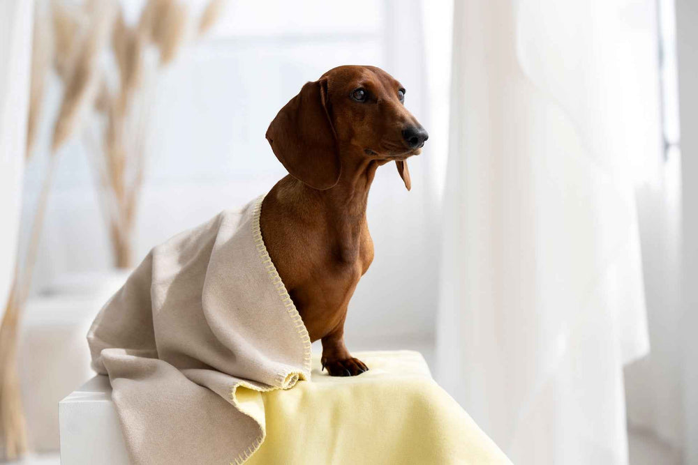Wendedecke REVERSO in harmonischen Farben, mit Dackel auf weißem Sitzplatz, gemütlich und stilvoll eingekuschelt.