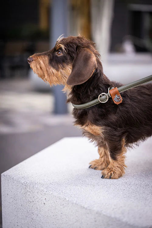 Kleiner brauner Hund mit langen Ohren auf grauer Kante, aufmerksam und angeleint, unscharfer moderner Hintergrund.