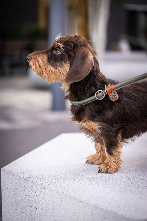 Braun-schwarzer Hund mit langen Ohren auf grauem Podest, trägt grünes Halsband und schaut aufmerksam in die Ferne.