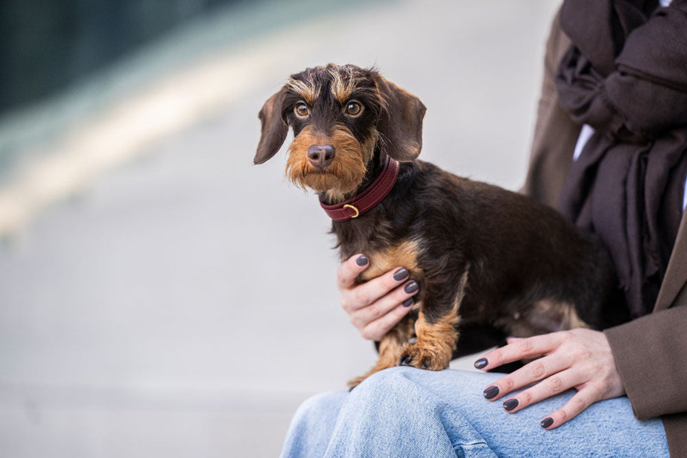 Kleiner brauner Hund mit rotem Halsband sitzt auf dem Schoß einer Person in brauner Jacke und schaut in die Kamera.