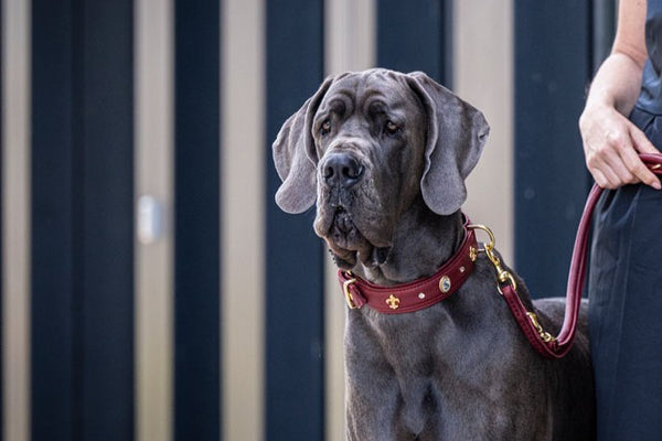 Große Dogge mit grauem Fell und rotem Halsband mit goldenen Akzenten, an einer Leine gehalten.