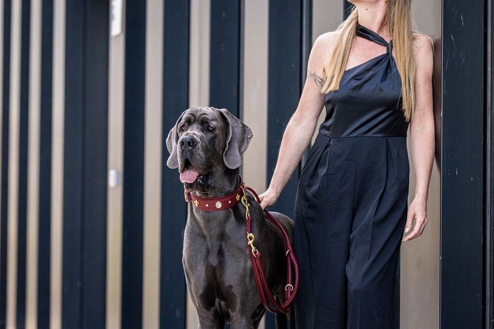 Frau in schwarzem Kleid mit großer Dogge im roten Halsband, entspannt stehend an einer Wand.
