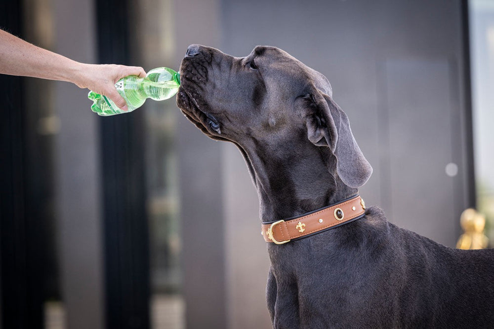 Großer Hund (Dogge) trinkt Wasser aus einem Gefäß, die Hand hält eine Flasche. Halsband Diamond sichtbar.