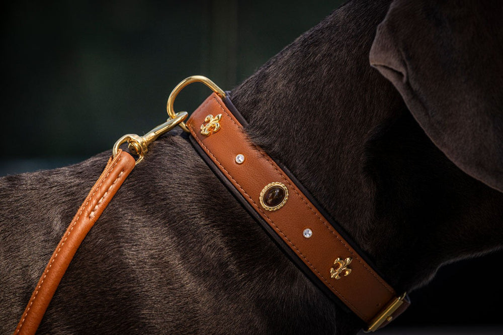 Braunes Lederhalsband für Hunde mit goldenen Beschlägen, Steinen und Leine, ideal für stilvolle Ausflüge.