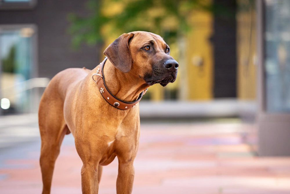 Großer Hund mit braunem Fell trägt ein auffälliges braunes Halsband auf urbanem Gehweg, aufmerksam in die Ferne schauend.