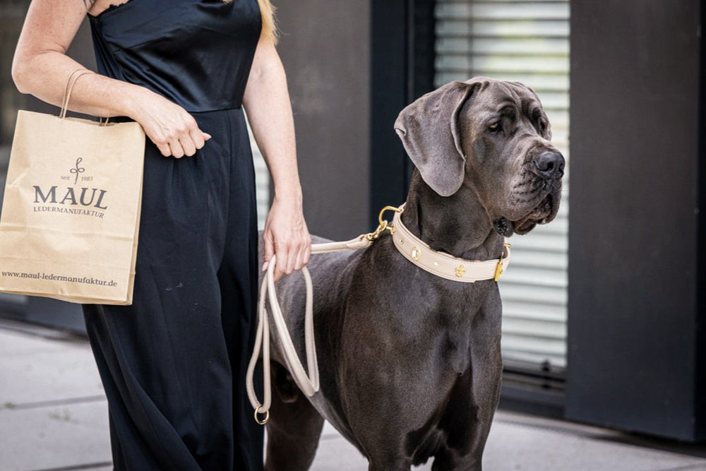 Frau im schwarzen Kleid führt große graue Dogge mit 'MAUL'-Einkaufstüte in der Hand.