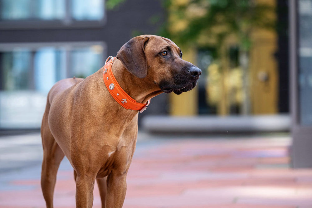 Großer brauner Hund mit orangefarbenem Halsband steht auf gepflastertem Boden und schaut neugierig in die Umgebung.