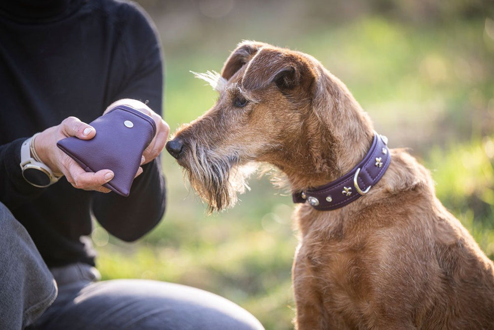 Brauner Hund mit verziertem Halsband steht neben Person mit lila Geldbörse vor grünem Hintergrund.