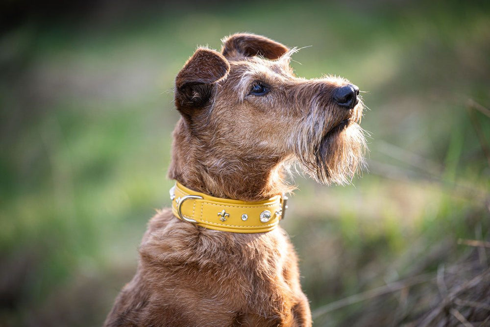 Hund mit braunem Fell trägt ein gelbes Halsband Diamond und schaut aufmerksam in die Ferne vor grünem Hintergrund.