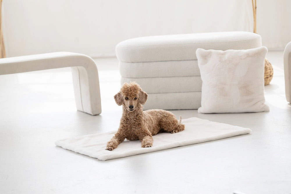 Kleiner brauner Pudel liegt auf einer hellen Hundedecke aus Webpelz in stilvollem Wohnraum.