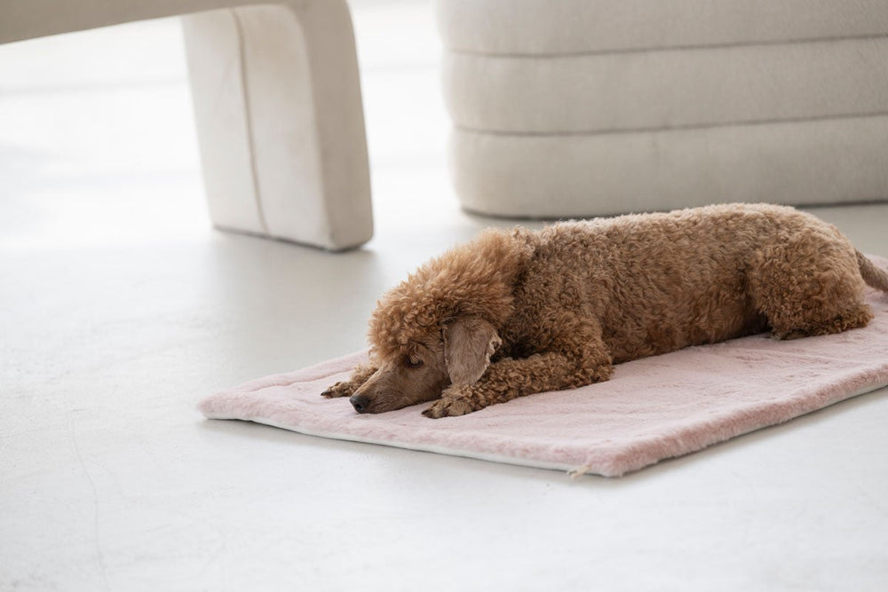 Hund auf pinker Webpelzdecke in modernem Wohnzimmer, umgeben von hellem Ambiente und weißem Sofa.