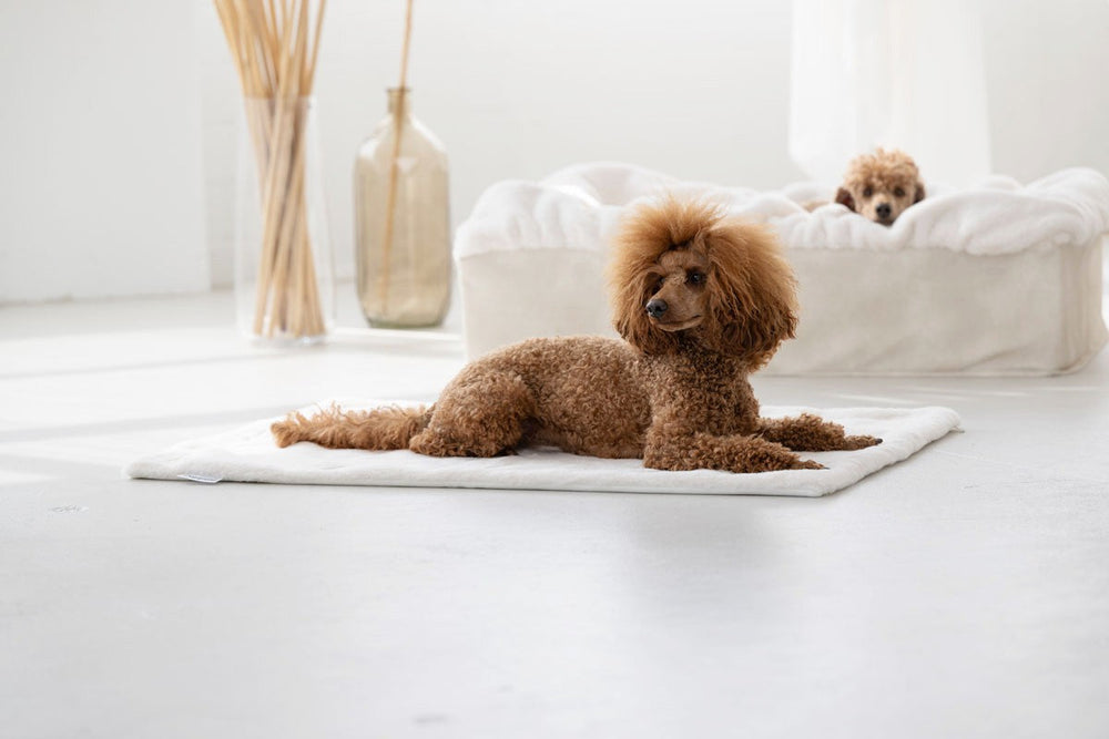 Brauner Pudel liegt auf einer weißen Matte, im Hintergrund steht ein weißes Hundebett.