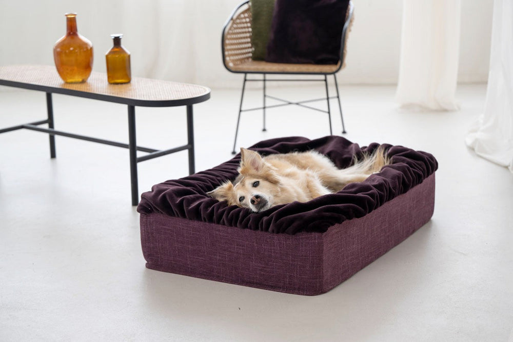 Hund liegt entspannt auf lila Hundebett Buddelbox® in modernem, hellen Wohnraum mit dekorativen Flaschen.