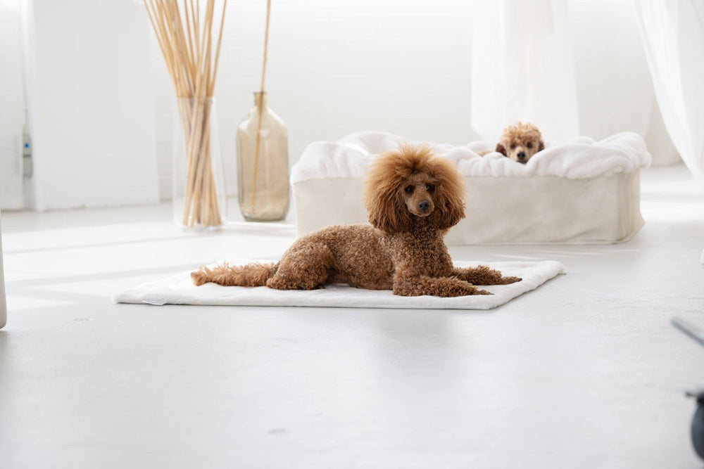 Zwei Pudel entspannen in einem minimalistischen Raum auf einem Hundebett Buddelbox® auf einem weißen Teppich.