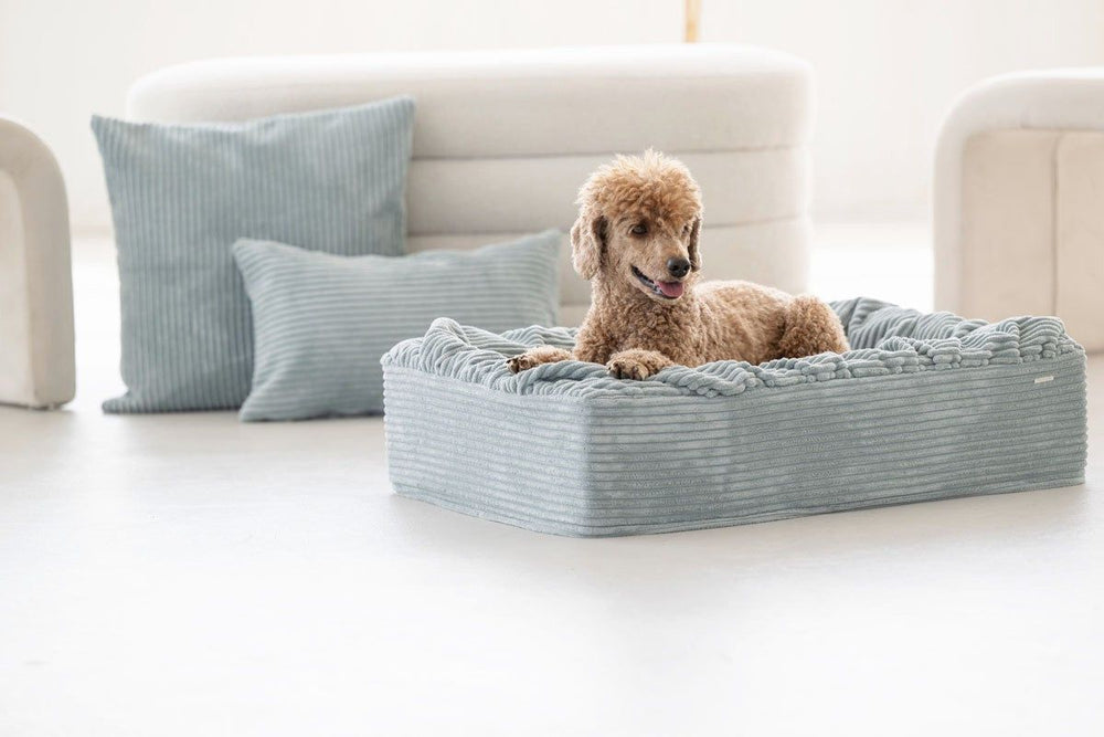 Pudel entspannt auf hellblauem Hundebett Buddelbox® Cord mit Hochrand und harmonischen Kissen im Hintergrund.
