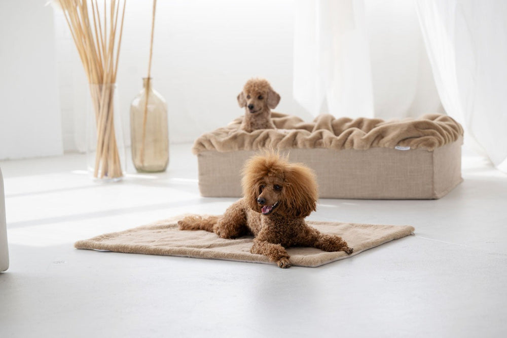 Zwei braune Pudel entspannen auf einer Hundedecke aus Webpelz in einem hellen, gemütlichen Raum.