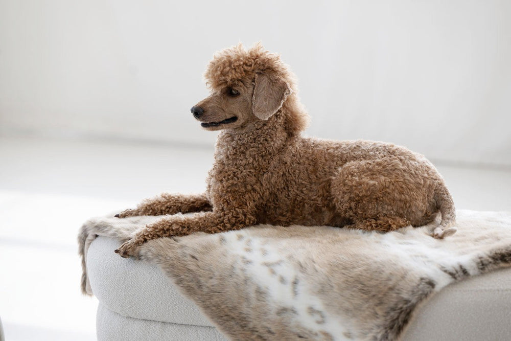 "Brauner Pudel liegt entspannt auf einer weißen Couch mit Hundedecke aus Webpelz in hellem Raum."
