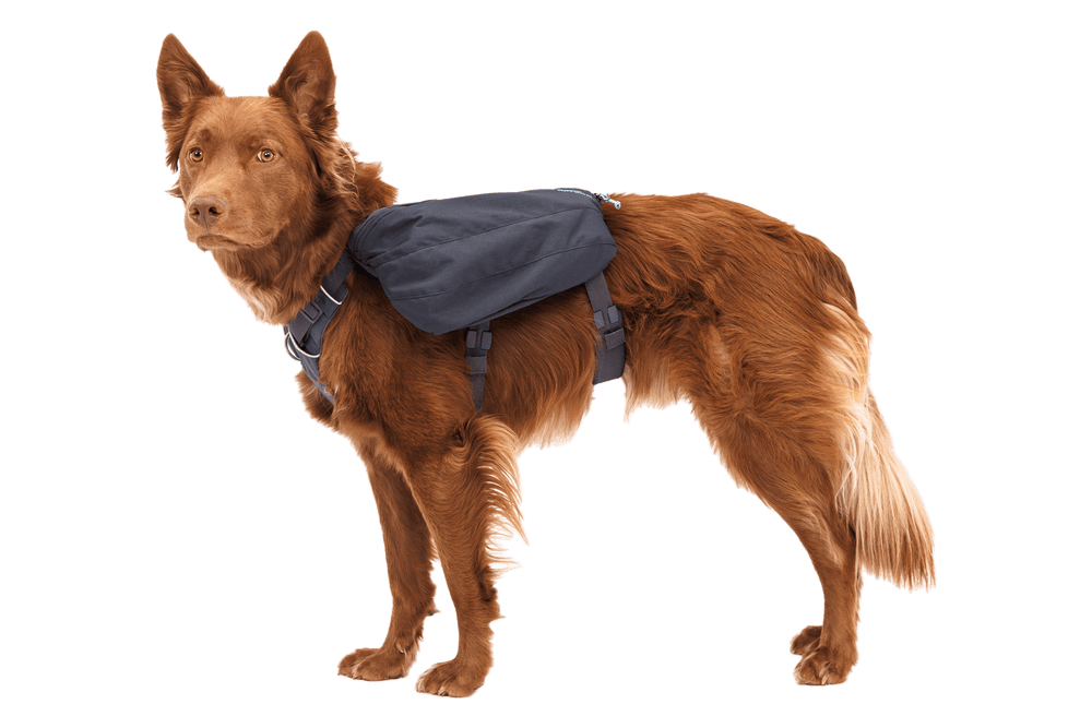 Brauner Hund mit Rucksack auf dem Rücken vor schwarzem Hintergrund, stabilisiert durch ein Geschirr.