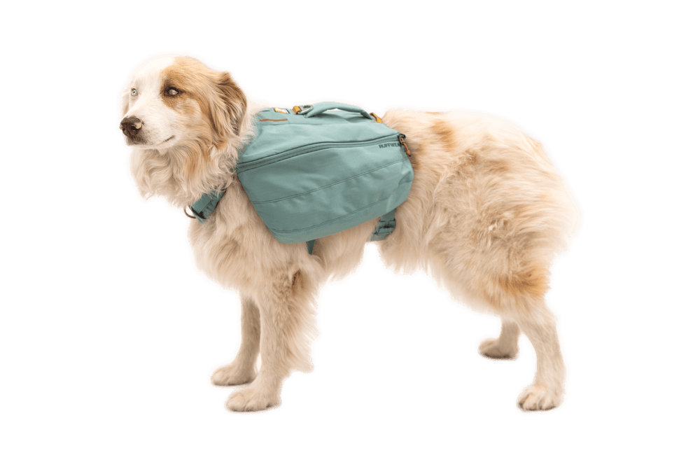 Hund mit türkisfarbenem Rucksack, der mehrere Fächer hat, sitzt bereit für Abenteuer in der Natur.