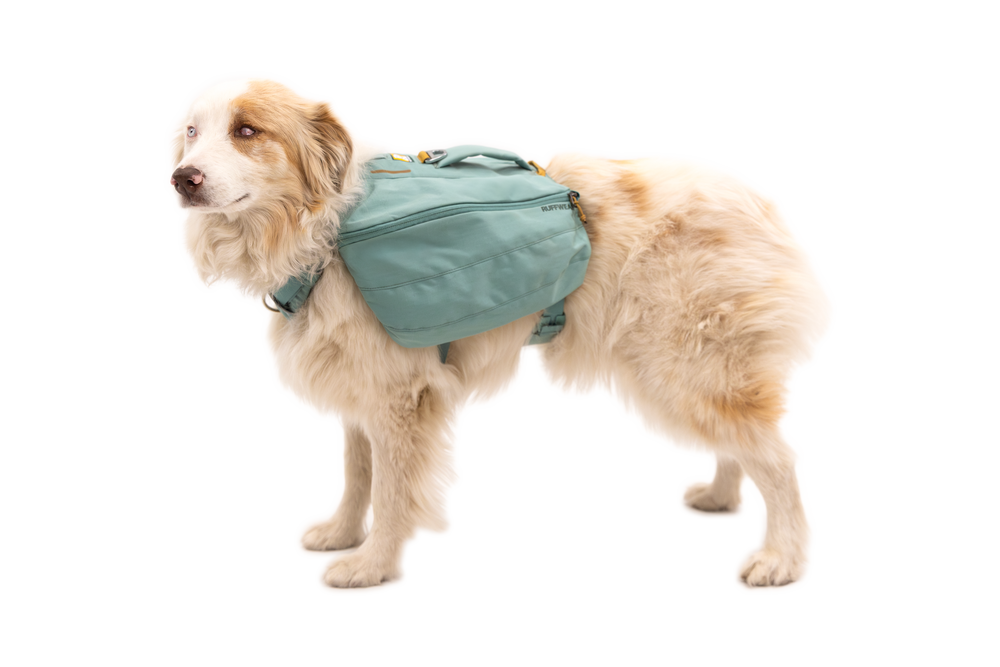 Hund mit türkisfarbenem Rucksack, der mehrere Fächer hat, sitzt bereit für Abenteuer in der Natur.