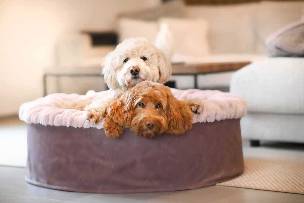 Zwei entspannte Hunde in einem runden Hundebett Buddelnest®: ein lockiger weißer und ein welliger brauner Hund.
