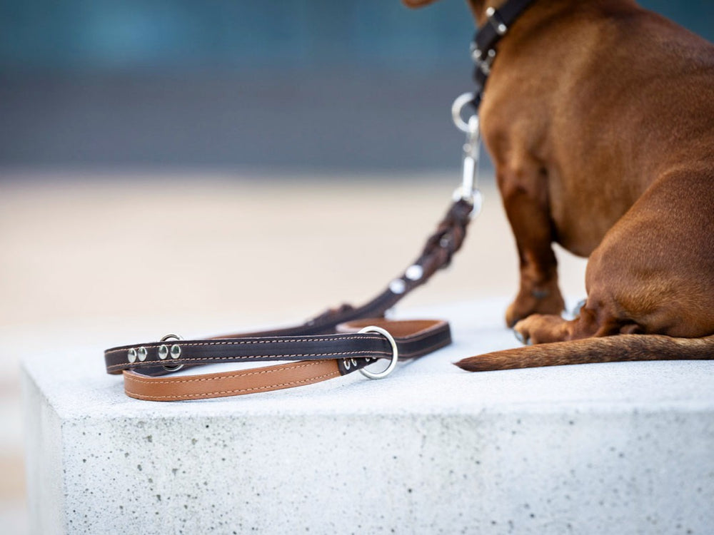 Braune Premium Lederleine mit 3m Länge auf grauem Beton, im Hintergrund ein kleiner Hund.
