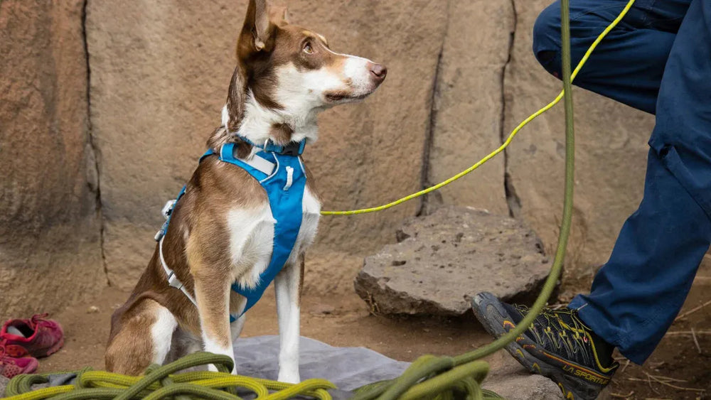 Hund mit braun-weißem Fell im blauen Flagline™ Geschirr sitzt neben einer Person in blauen Hosen auf grauem Untergrund.