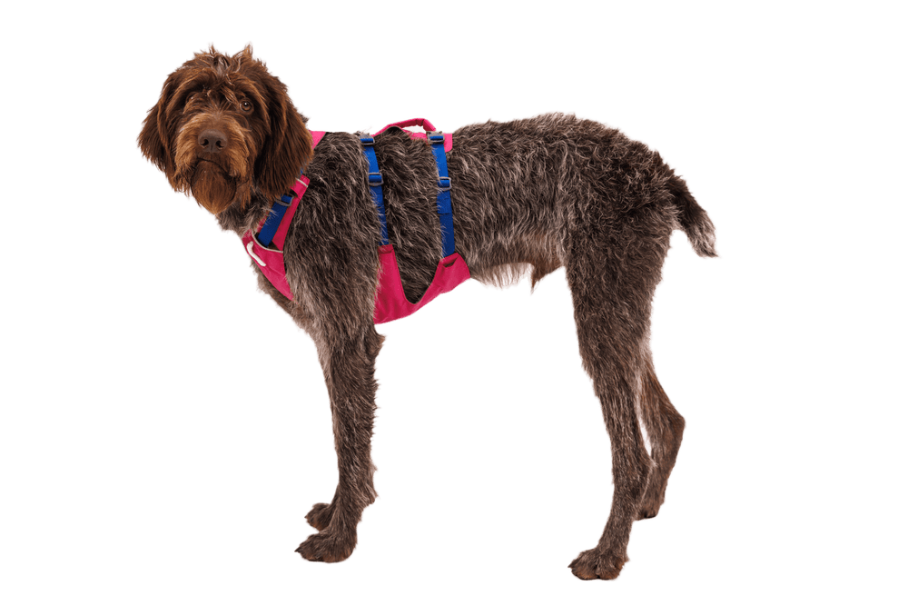 Hund im pinken Flagline™ Geschirr mit Griff, graubraunes Fell, steht aufrecht vor schwarzem Hintergrund.