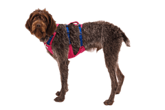 Hund im pinken Flagline™ Geschirr mit Griff, graubraunes Fell, steht aufrecht vor schwarzem Hintergrund.