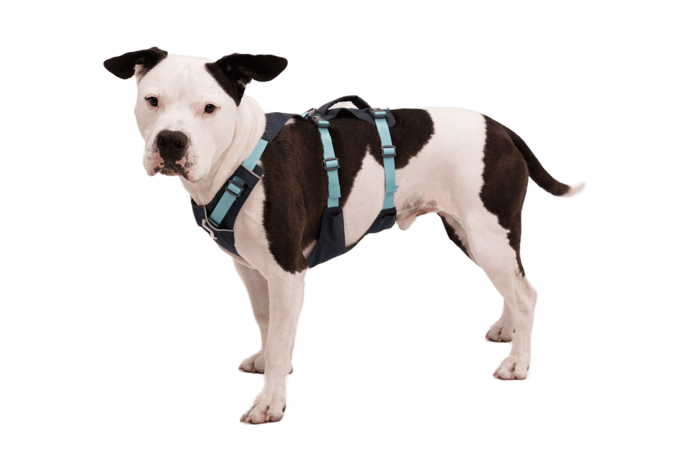Hund mit schwarz-weißer Fellfärbung trägt blau-türkises Flagline™ Hundegeschirr auf schwarzem Hintergrund.
