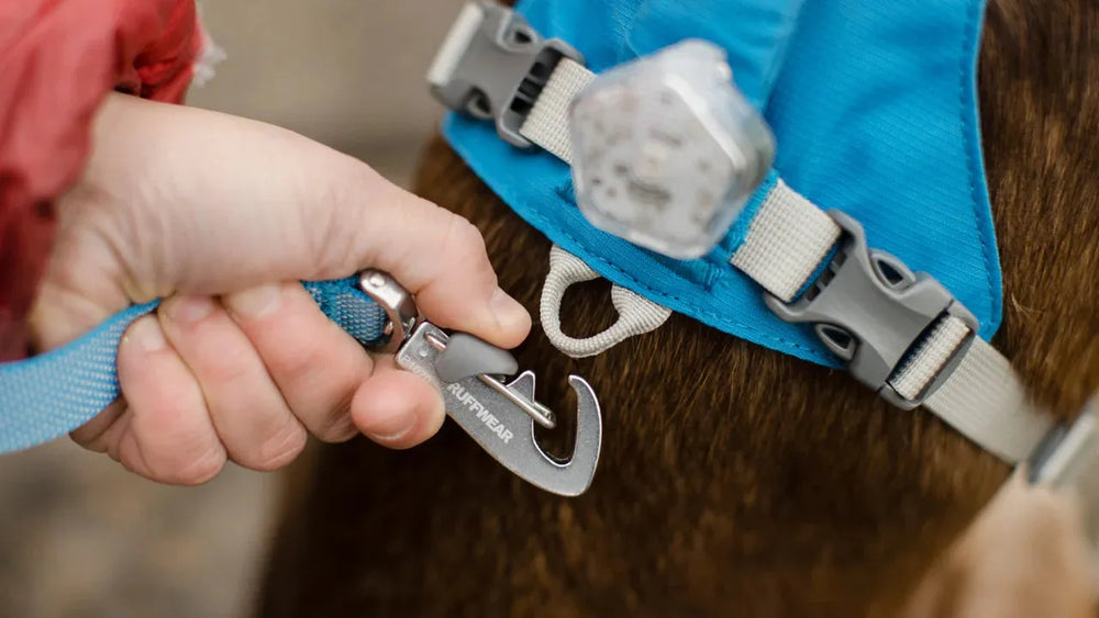 Hand befestigt einen hundegerechten Karabiner an einem blauen Geschirr mit helle Bändern, brauner Hund im Hintergrund.