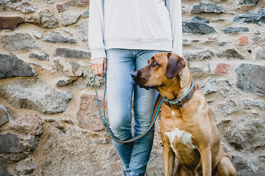 Person mit Hund und Edelweiss-Halsband vor steinerner Wand, lässige Kleidung und Hundeleine in der Hand gehalten.