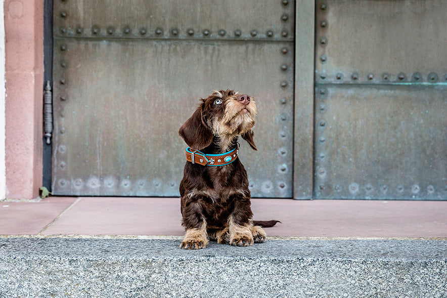 Kleiner brauner Hund mit auffälligem Halsband sitzt auf Treppenstufe, neugierig nach oben blickend, Metalltür im Hintergrund.