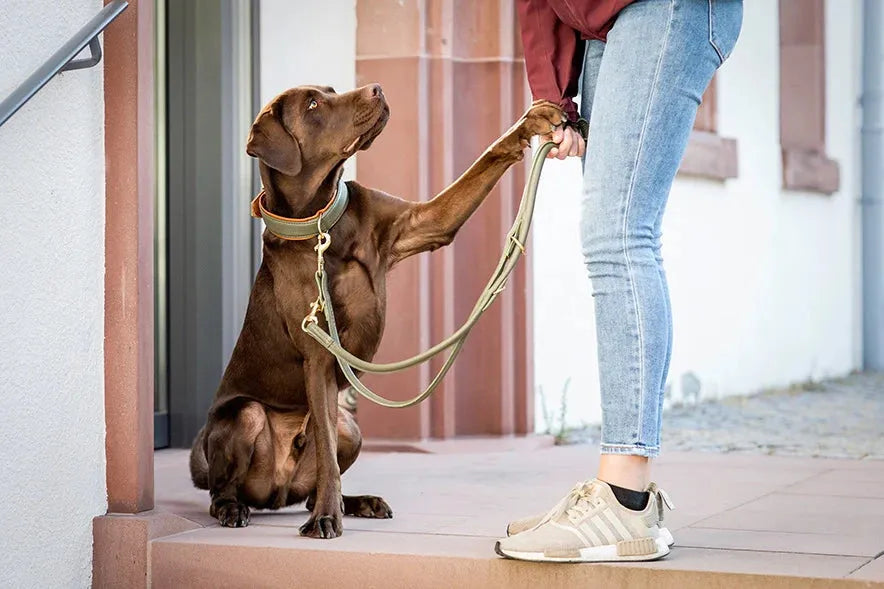 Hund mit braunem Fell berührt die Hand seines Halters in lockerer Jeans und Sneakers. Halsband Klassik Exklusiv wird präsentiert.