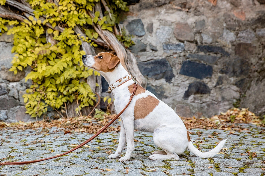 Hund mit weiß-braunem Fell sitzt auf Pflasterboden, trägt ein Halsband aus Kuhfell und Leine, Steinmauer im Hintergrund.