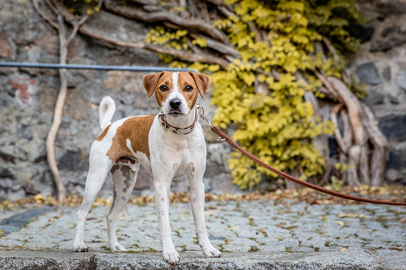 Kleiner, weißer Hund mit braunen Flecken trägt ein Halsband aus Kuhfell vor einer Steinmauer auf einem gepflasterten Weg.
